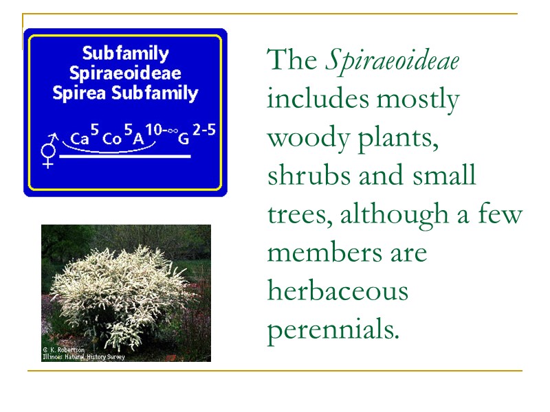 The Spiraeoideae includes mostly woody plants, shrubs and small trees, although a few members